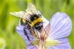 Buff-tailed Bumblebee on Meadow Cranesbill, Kelvingrove Park