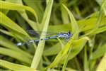 Azure Damselfly, Kelvingrove Park