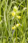 Yellow-rattle, Kelvingrove Park