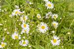 Oxeye Daisies, Kelvingrove Park