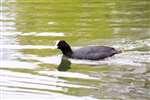 Coot, Bingham's Pond