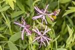 Ragged Robin, Kelvingrove Park