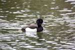 Tufted Duck, Bingham's Pond