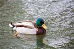 Mallard, Bingham's Pond