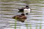 Tufted Ducks, Bingham's Pond