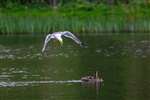 Lesser Black-backed Gull predating ducklings, Bingham's Pond