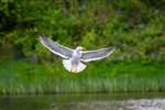 Lesser Black-backed Gull, Bingham's Pond