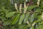 Cherry Laurel, Geilsland Estate