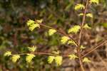 Dawn Redwood, Geilsland Estate