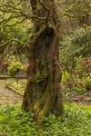 Dawn Redwood, Geilsland Estate