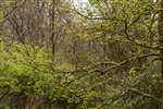 Dawn Redwood, Geilsland Estate