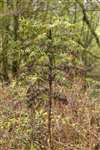 Wollemi Pine, Geilsland Estate