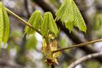 Horse Chestnut, Geilsland Estate