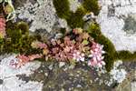 English Stonecrop, Great Cumbrae