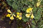 Bird's Foot Trefoil, Great Cumbrae