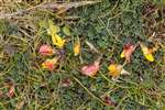 Bird's Foot Trefoil, Great Cumbrae