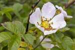 Dog Rose, Great Cumbrae