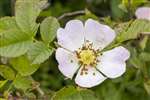 Dog Rose, Great Cumbrae