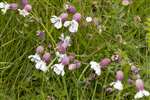 Bladder Campion, Great Cumbrae