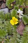 Silverweed, Great Cumbrae