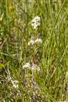 Common Marsh Bedstraw, Great Cumbrae