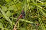 Cinnabar Moth, Great Cumbrae