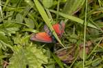 Cinnabar Moth, Great Cumbrae