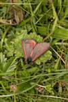 Cinnabar Moth, Great Cumbrae