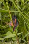 Cinnabar Moth, Great Cumbrae