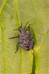 Red-legged Shieldbug, Great Cumbrae