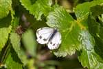 Green-viened White, Broomhill Allotments