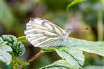 Green-viened White, Broomhill Allotments