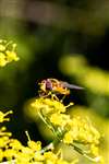 Common Flower Fly, Broomhill Allotments