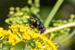 Common Greenbottle Fly, Broomhill Allotments