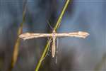 Common Plume Moth, Nethybridge