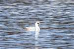 Smew, Broadwood Loch