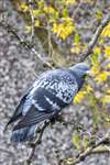 Feral Pigeon, Glasgow