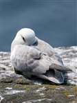 Fulmar resting Isle of May