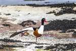 Shelduck, Great Cumbrae