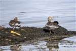 Greylag Geese, Great Cumbrae