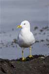 Common Gull, Great Cumbrae