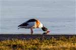 Shelduck drake