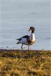 Shelduck drake