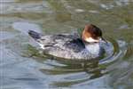 Smew female, Arundel