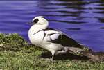 Smew male, Arundel