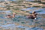 Common Guillemot, Bass Rock