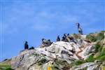 Cormorants, Craigleith