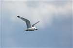 Kittiwake, Craigleith