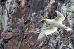 Northern Gannet with Seaweed, Bass Rock