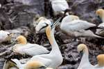 Northern Gannet Black Iris, Bass Rock